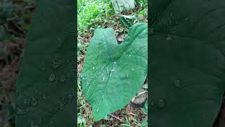 Caladium variedad verde  conociendo las plantas vivero NASE [upl. by Nylzaj]