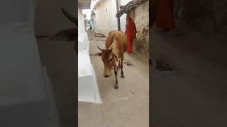 Meri gaiya aati hai mujhko doodh pilati cow merigaiyaaatihai gaumata cowvideos gaumata viralsh [upl. by Dole985]