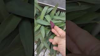 紫背萬年青（學名：Tradescantia spathacea）金露花VID20240830113321 [upl. by Bidle35]