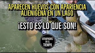 Aparecen HUEVOS con apariencia ALIENIGENA en un lago ¡Esto es lo que son [upl. by Eduardo]