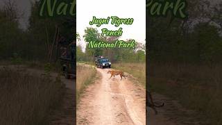 Queen of Pench National Park “Jugni” Tigress tiger wildlife nationalpark [upl. by Annahtur]