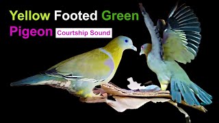 Yellow footed Green Pigeon Courtship Sounds and movements  Heriyal [upl. by Khai]