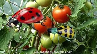 Si ves este insecto en tu finca no lo mates Discovery Mundo agricultura [upl. by Yves818]