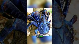 This Giant Crab Can Crack Coconuts with Its Claws coconutcrab sciencedaily shorts [upl. by Swann]