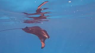 090824  Snorkelling with Mantas Rays Dives at Coral Garden amp Dhigurah Corner South Ari Maldives [upl. by Timofei]