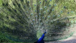 Blauer Pfau schreit und schlägt sein Rad Pfaueninsel Berlin 2016 [upl. by Loriner]