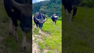 Mithun Bos frontalisyoutubeshort youtubeshorts northeastindia nature travel beautiful [upl. by Lane]