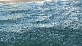 G Swiss spots dolphins while going fishing on the pier early morning in Daytona beach Beautiful [upl. by Aisak]