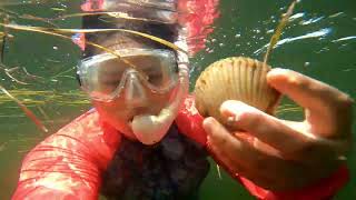 Scalloping Crystal River [upl. by Gideon]