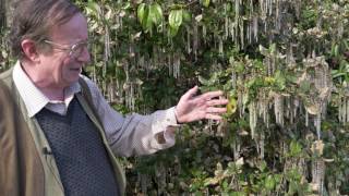 Garrya Elliptica James Roof  Burncoose Nurseries [upl. by Claudetta]