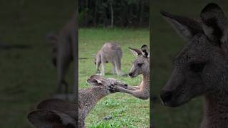 Meanwhile in kangaroo land [upl. by Viscardi]