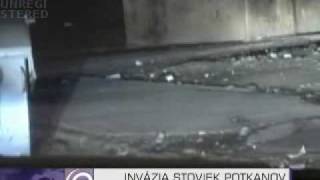 Invázia potkanov na sídlisku Luník IX Noviny TV JOJ 14 12 2009 [upl. by Yggam874]