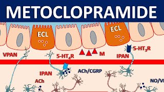 Metoclopramide Reglan  Mechanism precautions side effects amp uses [upl. by Ayotol]