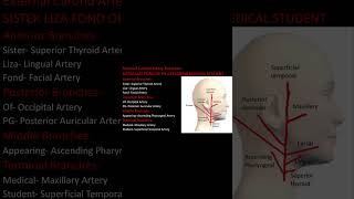 External Carotid Artery Branches Mnemonics [upl. by Barret]