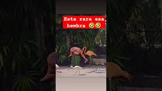 Ese flamingo está raro 🤣 colombia monteria humor comedia comedy comedyshorts comedyvideo [upl. by Ennadroj]