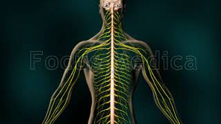 Nociceptive Pain amp Neuropathi Pain  Animated Atlas [upl. by Trinl]