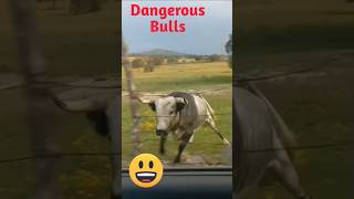 Dangerous Bulls shorts youtubeshorts Biggest Bulls [upl. by Whitcher]