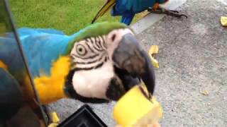 Hand feeding bananas to wild macaws [upl. by Virge]