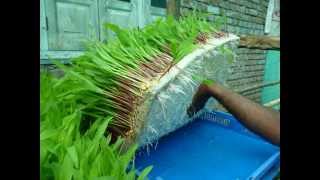 Govind Milk Phaltan Hydroponic fodder activity [upl. by Nivlam]