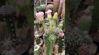 Lobivia Cactus flowerings [upl. by Epner]