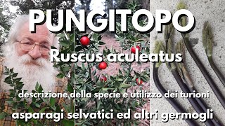 Pungitopo Ruscus aculeatus [upl. by Dickinson91]