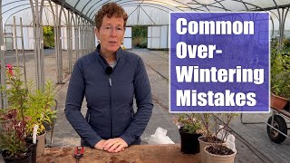 Common Mistakes I See with Overwintering Perennials [upl. by Herring]