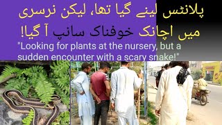 Asalm O Alaikum Went to get plants at the nursery but came facetoface with a dangerous snake [upl. by Breanne]