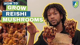 Grow Your Own Reishi Mushrooms at Home [upl. by Eelaroc]