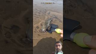 Dangerous fish in sea 😱😳 fish catfish bigfish reaction trending shorts [upl. by Erdreid958]