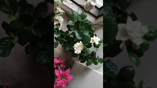 How to make your indoor Gardenia bloom [upl. by Marlane]