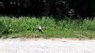 Turkey in Ontario Canada [upl. by Lanfri60]