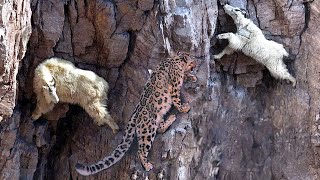 Incredible Fight Mountain Goat Tossing Snow Leopard Fall Down From Cliff To Escape Mountain [upl. by Kobi]