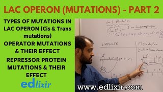 LAC OPERON  PART 2  LAC OPERON MUTATIONS  GENETICS [upl. by Nerol605]