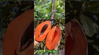 Chiku or sapote 5 famous variety shorts￼ [upl. by Anohr841]