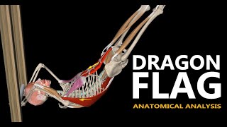 The Dragon Flag  Anatomical analysis [upl. by Tatiania]