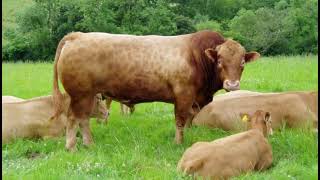 Gelbvieh Cattle  Interesting Facts [upl. by Thurlow]