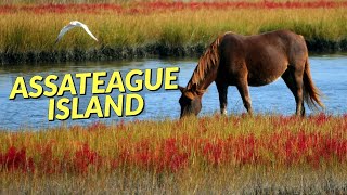 Exploring Assateague Island in Maryland  Wild Horses and Beach Camping at the Assateague State Park [upl. by Yanffit]