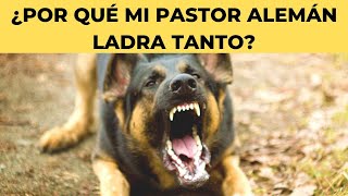 ¿Por Qué Mi PASTOR ALEMÁN LADRA Tanto Y Cómo Puedo Detenerlo [upl. by Ladin]