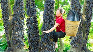 Harvest forest Carob fruit Honey Locust Make fragrant shampoo from Carob Goes to the market sell [upl. by Ecirad351]