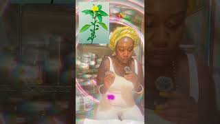 damiana Aphrodisiac depression herbs herbalist ￼ [upl. by Semadar]