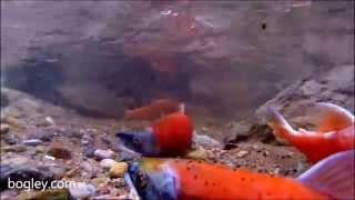 Kokanee Salmon Causey Reservoir Utah spawning red [upl. by Sternlight]