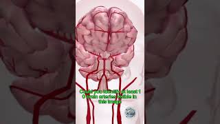 IDENTIFY BRAIN ARTERY IN THIS VIDEO neurology cerebralartery neuroscience anatomy [upl. by Lleuqram]