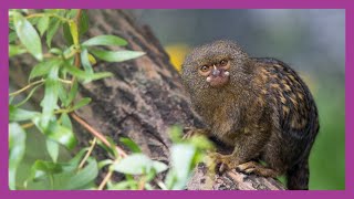 Pygmy Marmoset Monkey [upl. by Rafaelof]