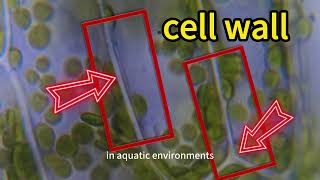 Elodea canadensis‘ chloroplasts and prudence oxygen science microscopicmicroscopy microorganisms [upl. by Kosel]