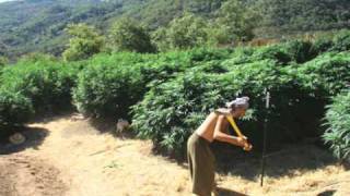 HIGH TIMES Presents MASTER GROWERS GUIDE [upl. by Issie]