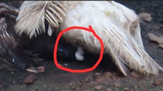 Muscovy duck mating 2022AUG [upl. by Nylannej571]