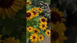 Growing Denver Daisy Rudbeckia BlackEyed Susan plants flowers gardening gardeningtips [upl. by Jamill134]