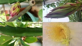 Red Dragon fruit Bud to bloom stages 😘🌺 Bloom Timelapse [upl. by Ennazus]