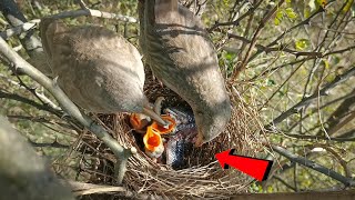 Both wild babbler birds are taking care of the babies together BirdsofNature107 [upl. by Airenahs]