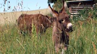 Eseltrekking in der Uckermark [upl. by Sidon271]